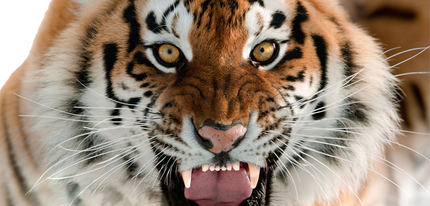 Le Club Tiger Muay Thai